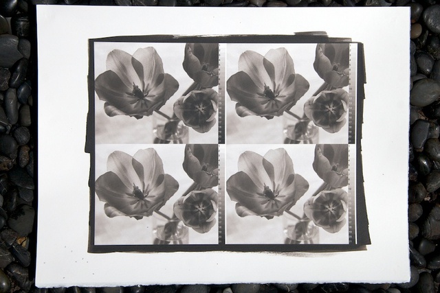 Laurent Gloaguen, “Tulipes I” - Test de densité.